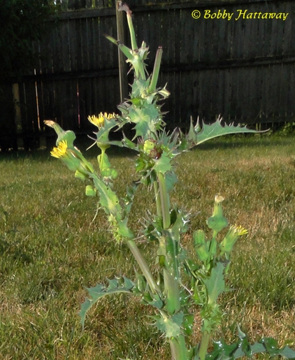 {Sonchus asper}